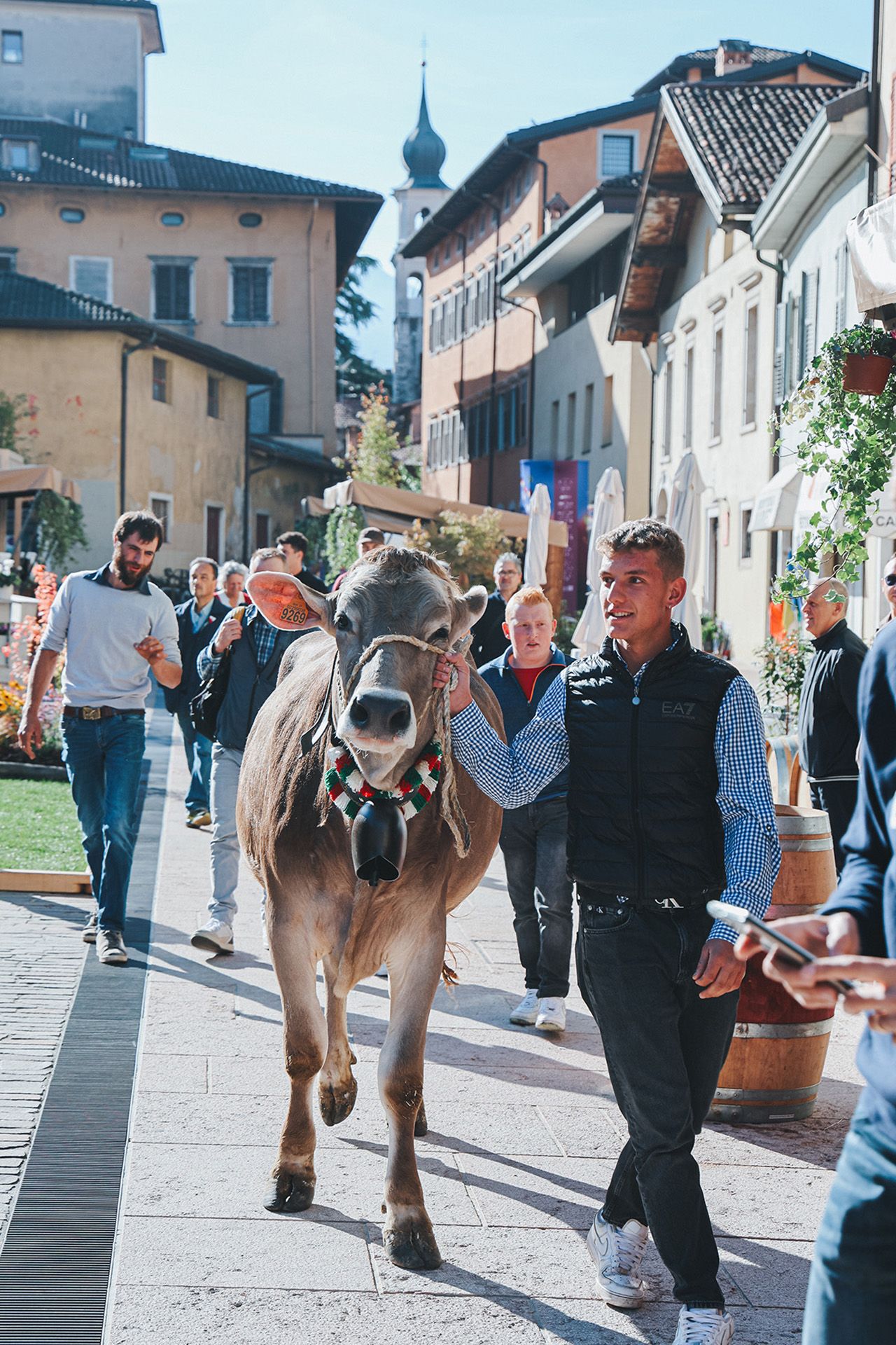mercato piazza mostra concorso mucca formaggio